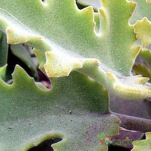 A photo of Kalanchoe beharensis