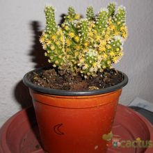 A photo of Mammillaria gracilis cv. Arizona Snowcap