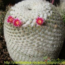 A photo of Mammillaria albilanata ssp. albilanata