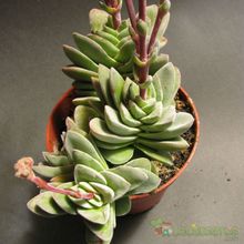 A photo of Crassula x Coralita (C. perfoliata var. falcata x C. susannae) (Hibrido)