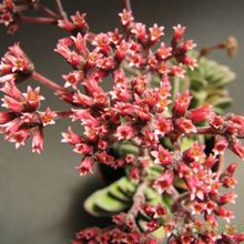 A photo of Crassula x Coralita (C. perfoliata var. falcata x C. susannae) (Hibrido)