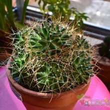 A photo of Mammillaria decipiens ssp. camptotricha