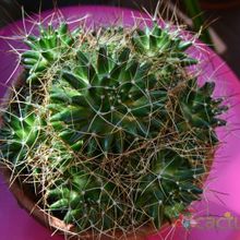 A photo of Mammillaria decipiens ssp. camptotricha