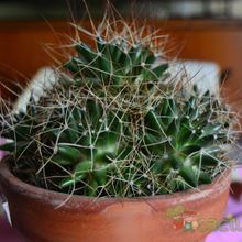 A photo of Mammillaria decipiens ssp. camptotricha