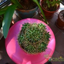 A photo of Mammillaria decipiens ssp. camptotricha