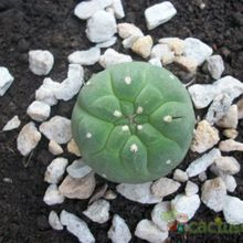 A photo of Matucana madisoniorum
