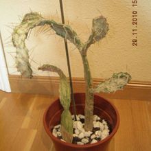 A photo of Opuntia monacantha fma. variegada