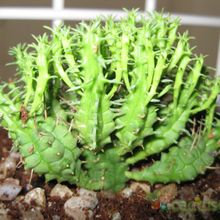 A photo of Euphorbia mammillaris