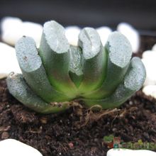 A photo of Haworthia truncata