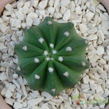 Una foto de Echinopsis subdenudata