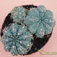 A photo of Gymnocalycium baldianum
