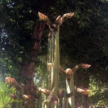 A photo of Echinopsis lageniformis