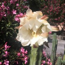 A photo of Echinopsis lageniformis