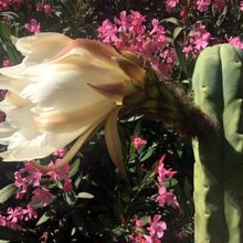 A photo of Echinopsis lageniformis