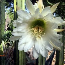 A photo of Echinopsis lageniformis