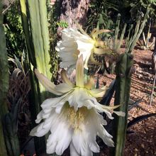 A photo of Echinopsis lageniformis