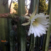 A photo of Echinopsis lageniformis