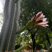 Foto de un cactus que se está identificando actualmente