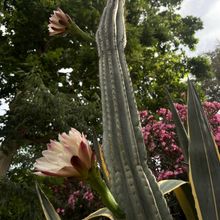 Foto de un cactus que se está identificando actualmente