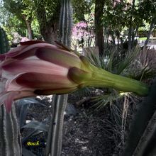 Foto de un cactus que se está identificando actualmente