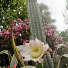 Foto de un cactus que se está identificando actualmente