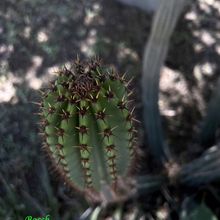 Foto de un cactus que se está identificando actualmente