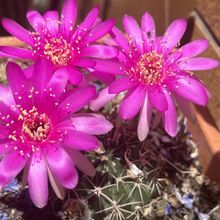 A photo of Lobivia obrepanda var. purpurea (HIBRIDO)