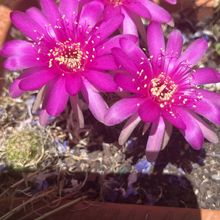 A photo of Lobivia obrepanda var. purpurea (HIBRIDO)