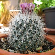 Una foto de Turbinicarpus viereckii
