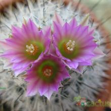 Una foto de Turbinicarpus viereckii