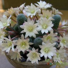 Una foto de Rebutia heliosa x pulvinosa cv. sunrise (HIBRIDO)