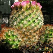 A photo of Mammillaria carmenae