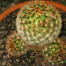 A photo of Mammillaria carmenae