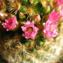 A photo of Mammillaria carmenae