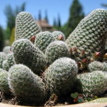 Una foto de Rebutia heliosa x pulvinosa cv. sunrise (HIBRIDO)