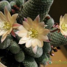 Una foto de Rebutia heliosa x pulvinosa cv. sunrise (HIBRIDO)