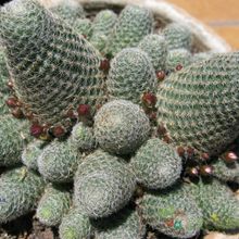 Una foto de Rebutia heliosa x pulvinosa cv. sunrise (HIBRIDO)