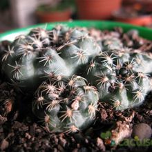 A photo of Gymnocalycium bruchii