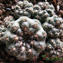 A photo of Gymnocalycium bruchii