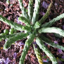 Una foto de Euphorbia caput-medusae