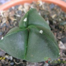 A photo of Astrophytum myriostigma tricostatum fma. nudum