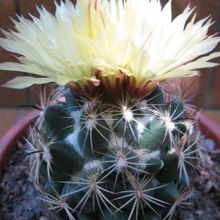 Una foto de Coryphantha pallida