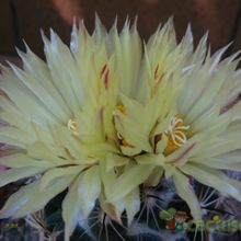 Una foto de Coryphantha pallida