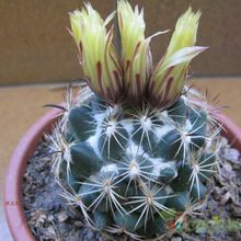 Una foto de Coryphantha pallida