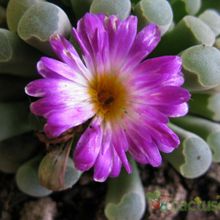 A photo of Frithia pulchra