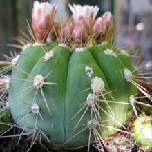 A photo of Gymnocalycium eurypleurum