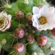 A photo of Gymnocalycium eurypleurum