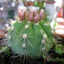 A photo of Gymnocalycium eurypleurum