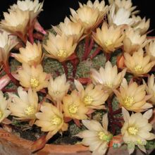 Una foto de Rebutia heliosa x pulvinosa cv. sunrise (HIBRIDO)