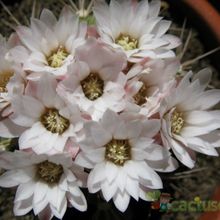 A photo of Gymnocalycium eurypleurum